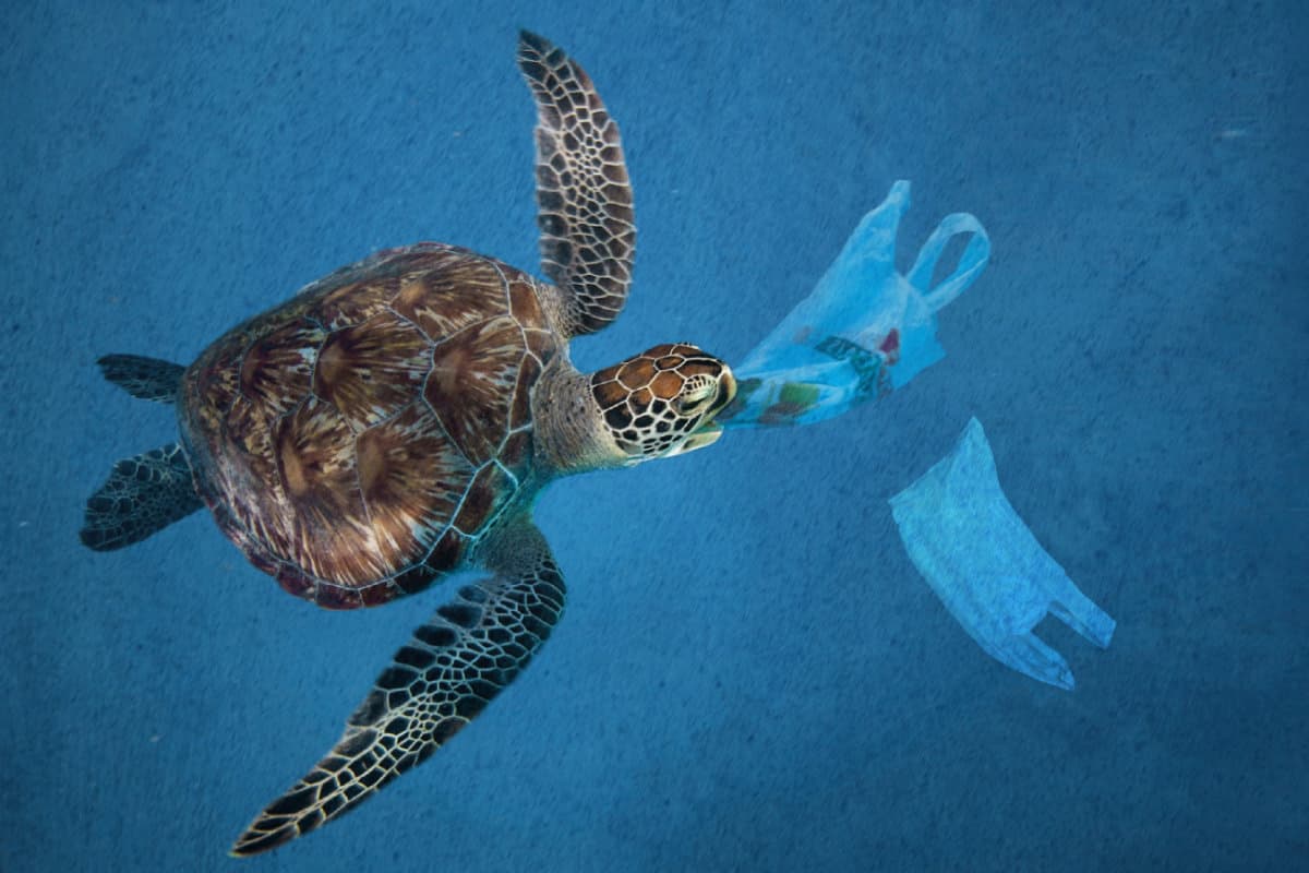 Sampah Plastik Sangat Bahaya Untuk laut