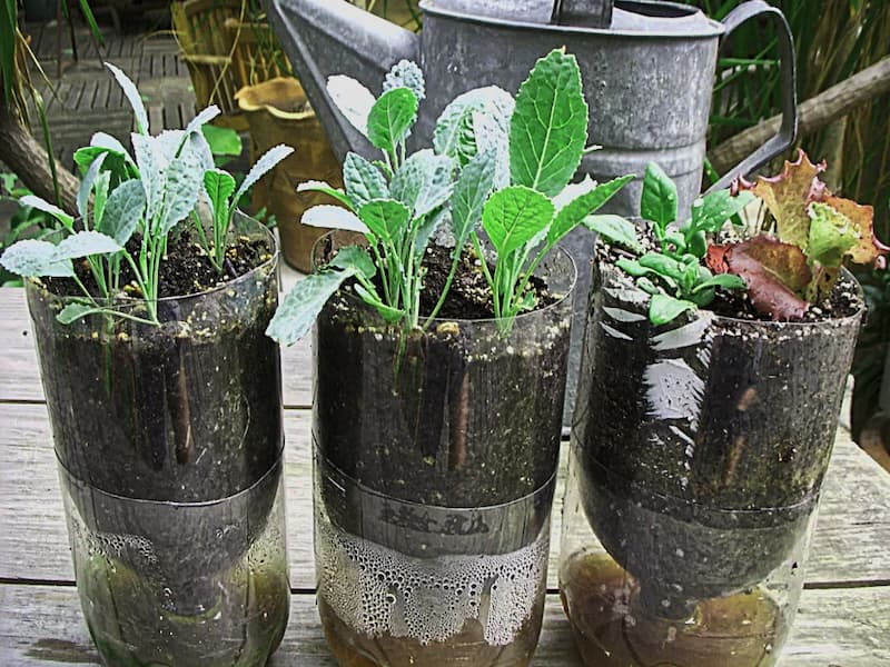 Manfaat Botol Plastik Bekas Untuk Daur Ulang Media Hidroponik