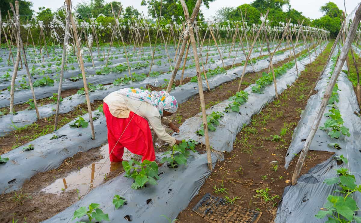 Inovasi dalam Agrikultur: Penggunaan Plastik PP untuk Efisiensi dan Keberlanjutan